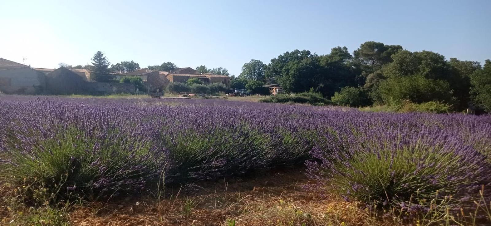 Sous Le Tilleul Saint-Maurice-de-Cazevieille المظهر الخارجي الصورة